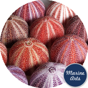 8601 - Sea Urchin Cornish Feature 12cm +